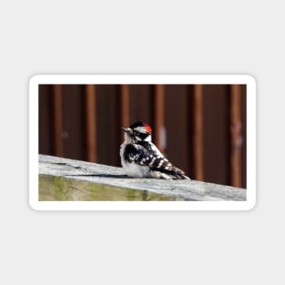 A Downy Woodpecker Sitting On My Deck Magnet