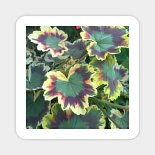 Geranium (Pelargonium) Leaves Magnet