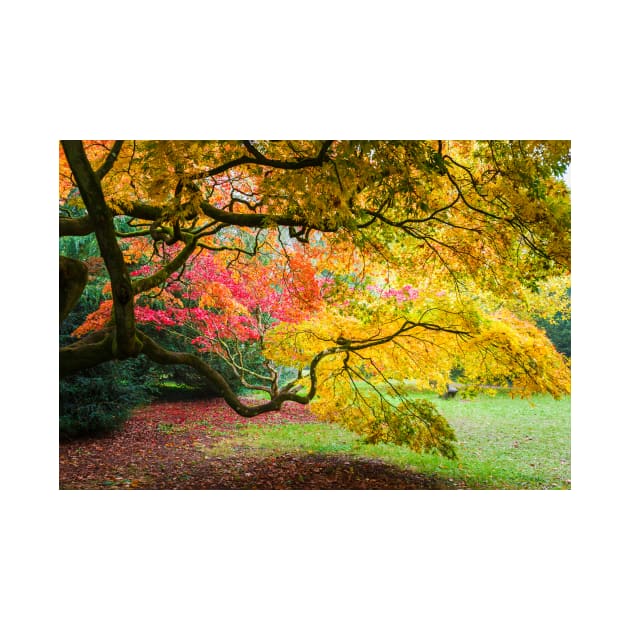 Japanese Maples (Acer Palmatum) in Autumn Colours by GrahamPrentice