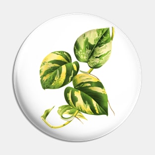 Golden Pothos - L’ Illustration horticole - Botanical Illustration Pin