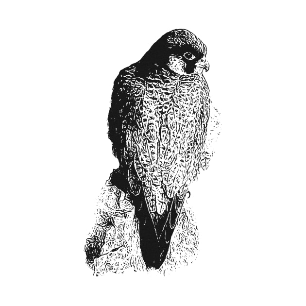 Falcon by Guardi