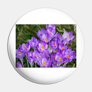 Clump of English wild purple crocuses Pin