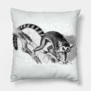 Lemur catta by Gustav Ludwig Heinrich Mützel Pillow