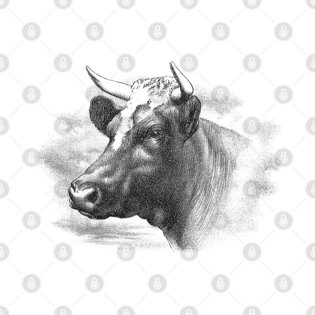 Cow Head Black & White Illustration by Biophilia