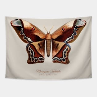 Moth - Giant Silk Moth, Rhescyntis Hercules or Arsenura Sylla Tapestry
