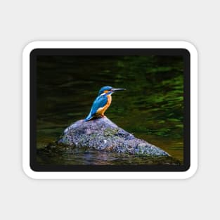 Kingfisher Magnet