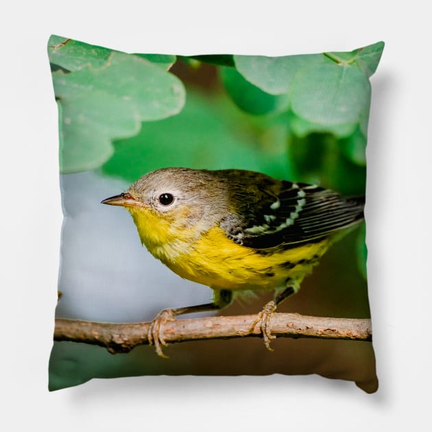 Yellow Warbler, Bird Photography Pillow by love-fi