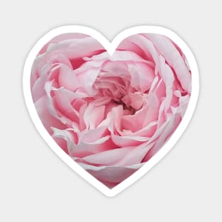 Delicate Pink Rose Flower Heart Magnet