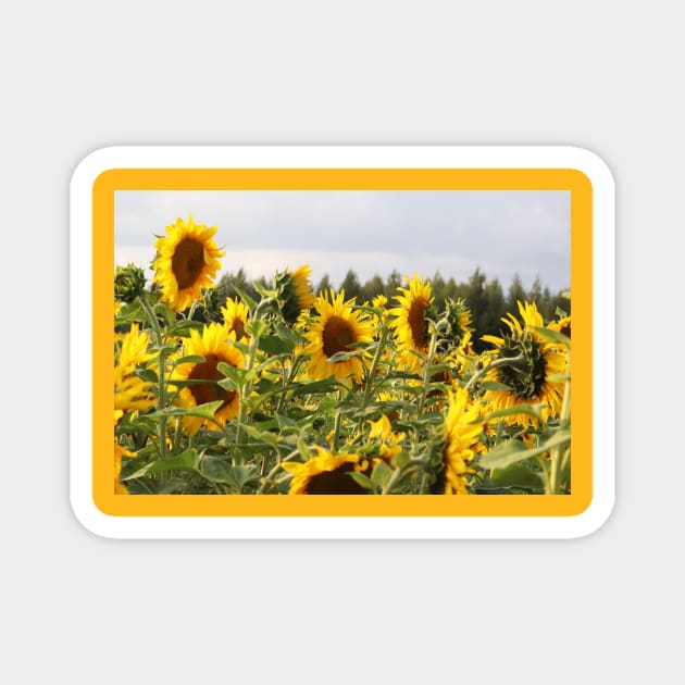sunflowers Magnet by ylleloog