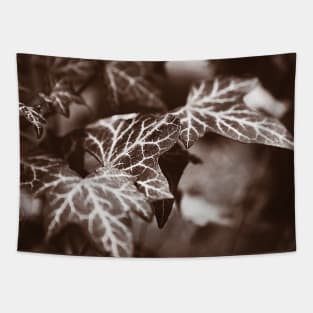 ‘White Lines’ - wild Ivy in sepia tones Tapestry