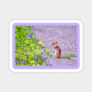 Chipmunk gasps in delight at spring flowers Magnet