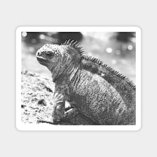 Marine Iguana Magnet