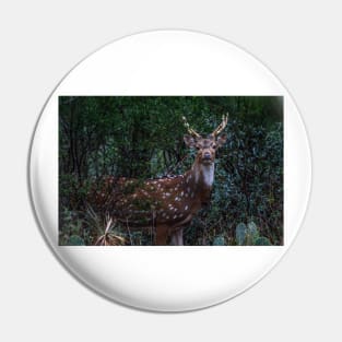 Axis Deer - Chital - Spotted Deer Pin