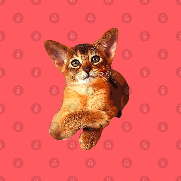 Abyssinian Kitten Cat Cute! by ElegantCat