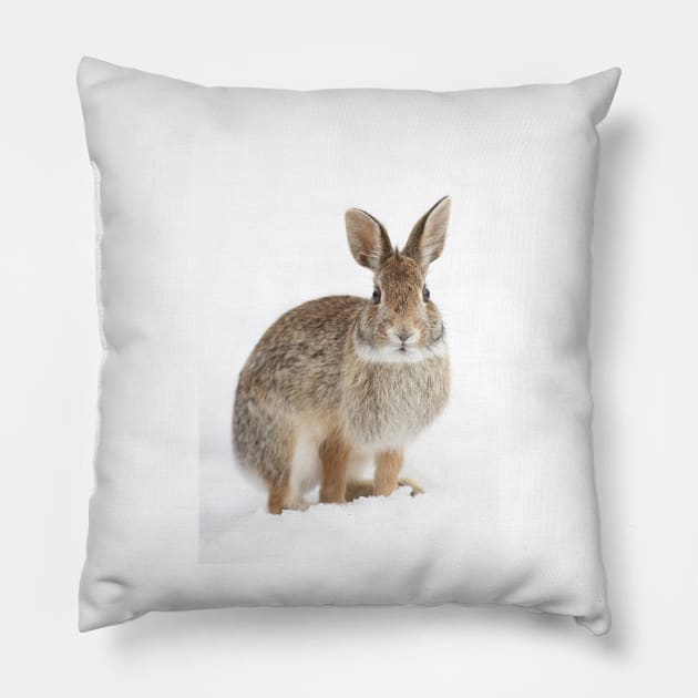 Eastern Cottontail rabbit Pillow by Jim Cumming