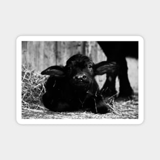 Water buffalo calf / Swiss Artwork Photography Magnet