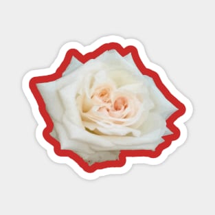 Close Up View Of A Beautiful Peach White Rose Isolated Magnet