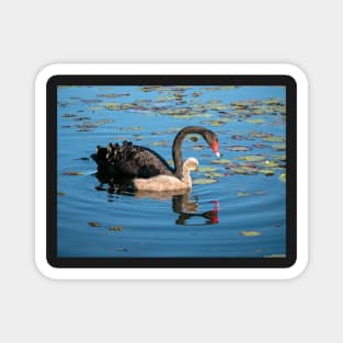 Black Swan and Cygnet Magnet