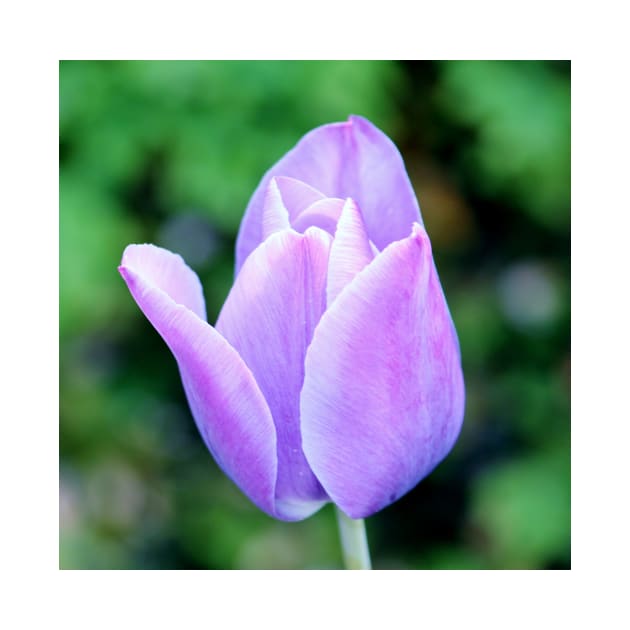 Light Purple Tulip by Cynthia48