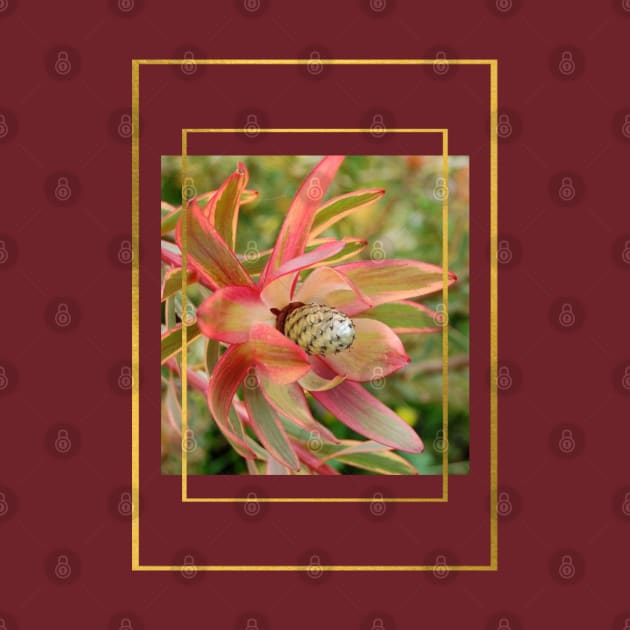 "Conebush Flower" with gold color framing by MCsab Creations