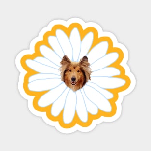 Collie Flower Daisy Dog Magnet