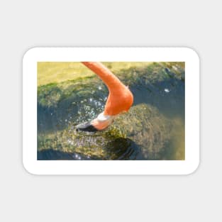 Flamingo head Magnet