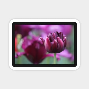 Black Hero Tulip Magnet