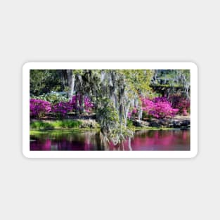 Spanish Moss Beauty Magnet