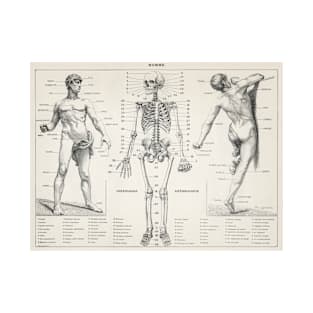 Antique Scientific Anatomical Illustration of the Human Body (1900) T-Shirt