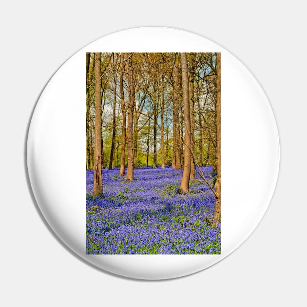 Bluebell Woods Greys Court Oxfordshire England Pin by AndyEvansPhotos
