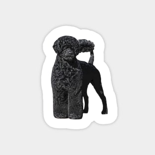 Portuguese Water Dog Magnet