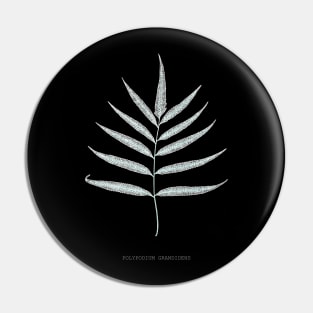 Fern - Polypodyum Grandidens - X-ray effect - 10 Pin