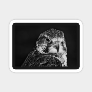 Saker Falcon Intimate Portrait Magnet