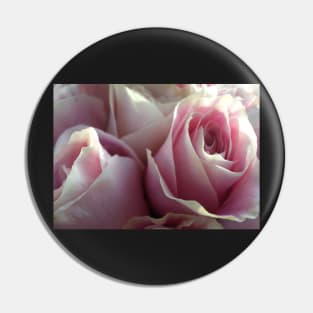 Soft Glowing Baby Pink Roses Pin