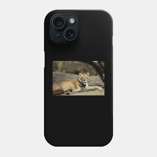 Lioness Phone Case by MarieDarcy