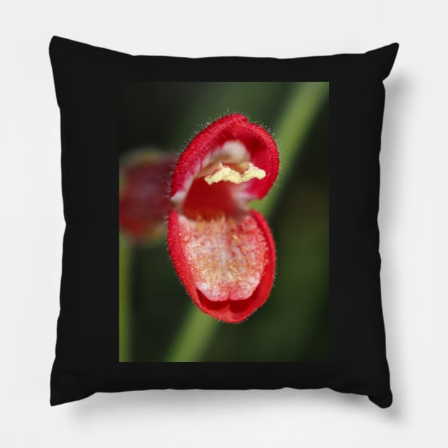 Baja bush snapdragon flower Pillow by SDym Photography