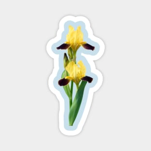 Bearded iris Magnet