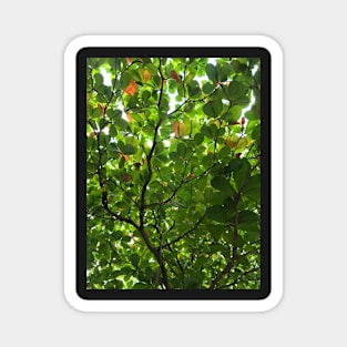 A Roof made of Leaves in Cancun Magnet