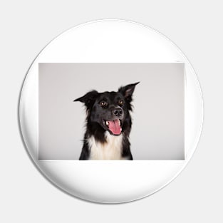 adorable purebred Border Collie Pin