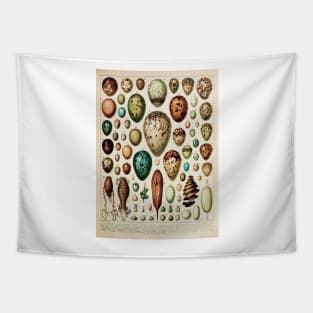 Eggs | Vintage French Biology Chart by Adolphe Millot Tapestry