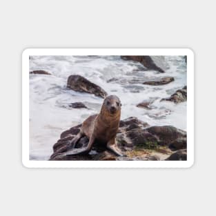 Sea Lion on the Shore Magnet