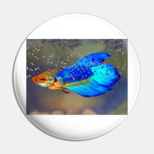 Siamese Fighting Fish Pin