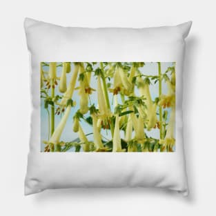 Phygelius × rectus  Somerford Funfair Yellow = 'Yapyel'  Somerford Funfair Series  Cape fuchsia Pillow