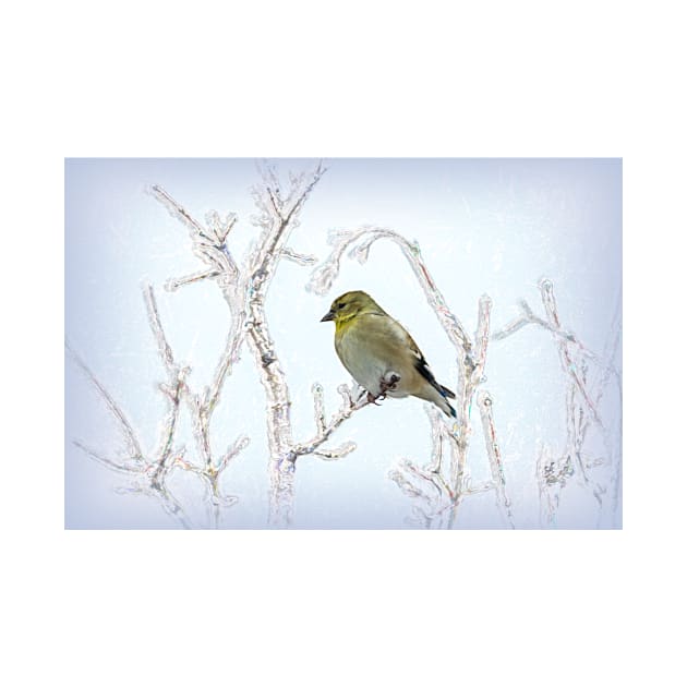 American Goldfinch Framed by the Limbs by Debra Martz by Debra Martz