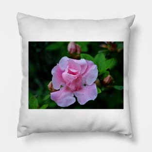 Raindrops On Pink Rose Pillow