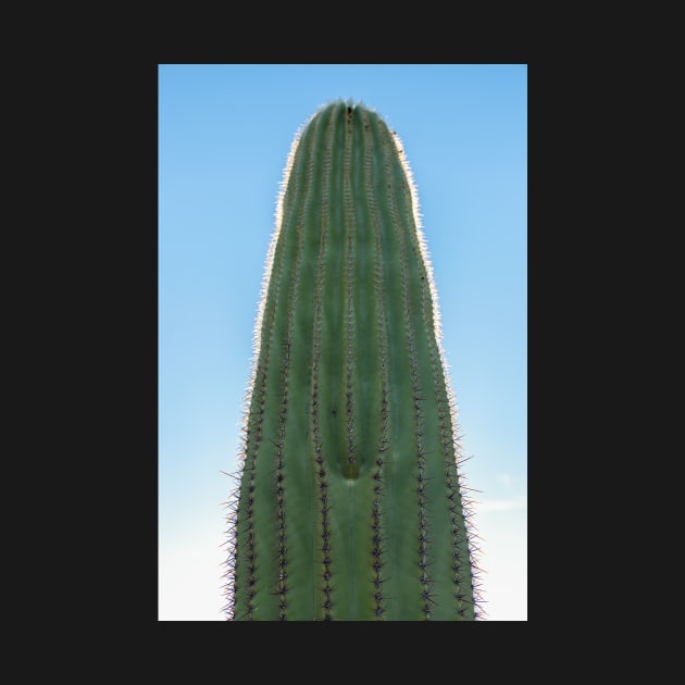 Saguaro by jvnimages