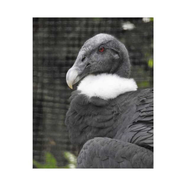 Andean Condor by kirstybush