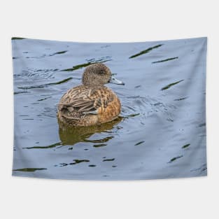 Resting and Watchful Wigeon Tapestry