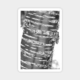 Black and white Tibetan Cherry Tree Magnet