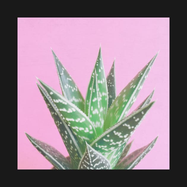 Pink Aloe Tiki by Cassia